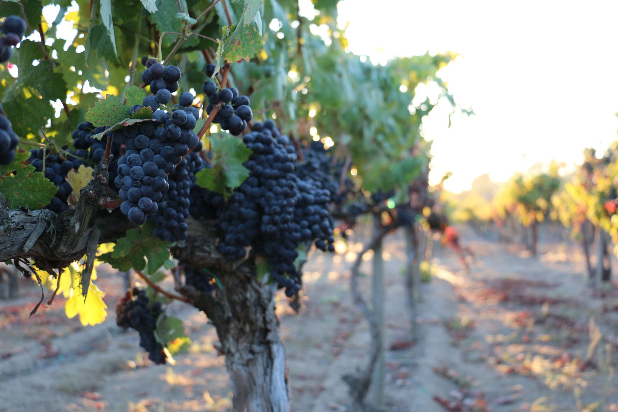 Highwire vineyard
